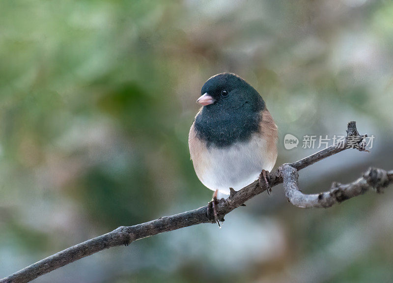 黑眼Junco