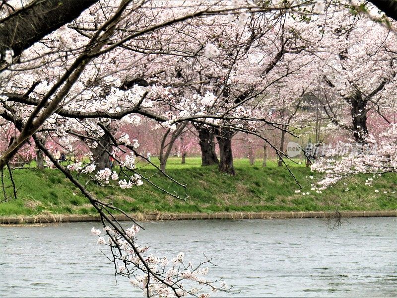 日本。三月底。河上的樱花。