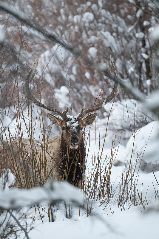 在美国怀俄明州西北部与蒙大拿州接壤的地区，公麋鹿在非常深的积雪中吃草，透过高高的草丛望向远方