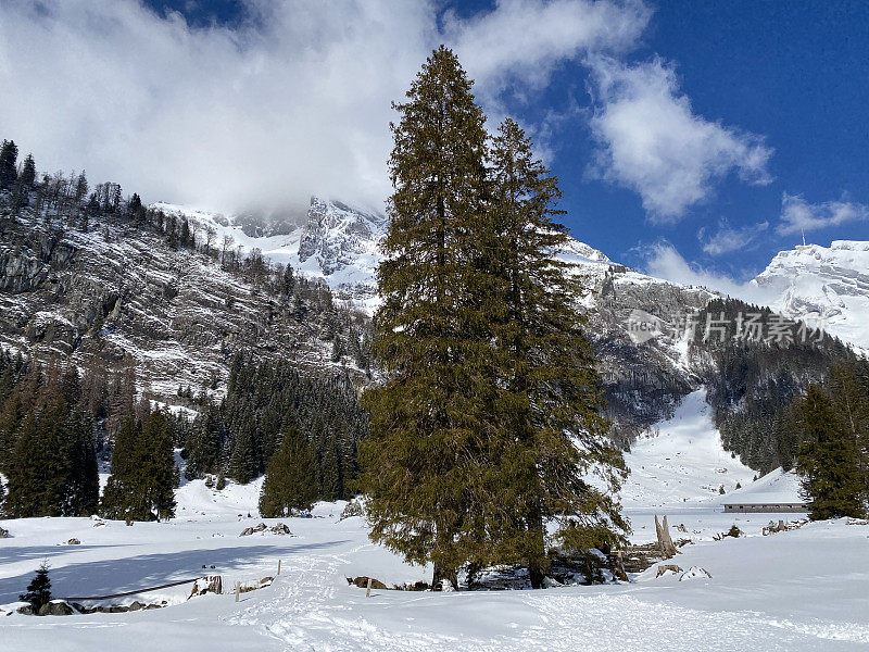 在雪后的典型冬季气氛中，在Obertoggenburg高山山谷和瑞士阿尔卑斯山脉上，风景如画的高山树木树冠-瑞士(瑞士)Unterwasser