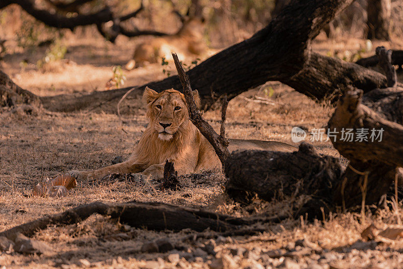 一只年轻的雄性亚洲狮坐下来放松的特写