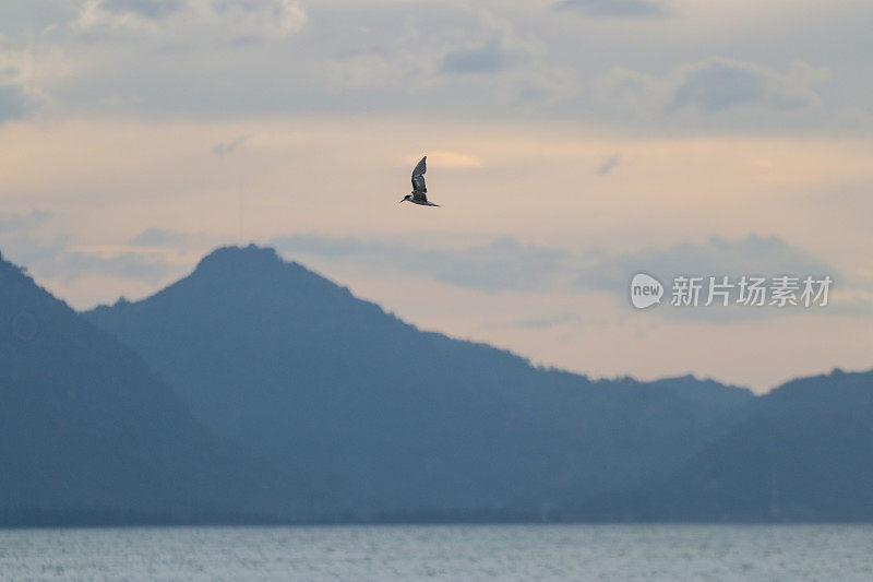 日落时海鸥在海面上对着天空飞行的风景