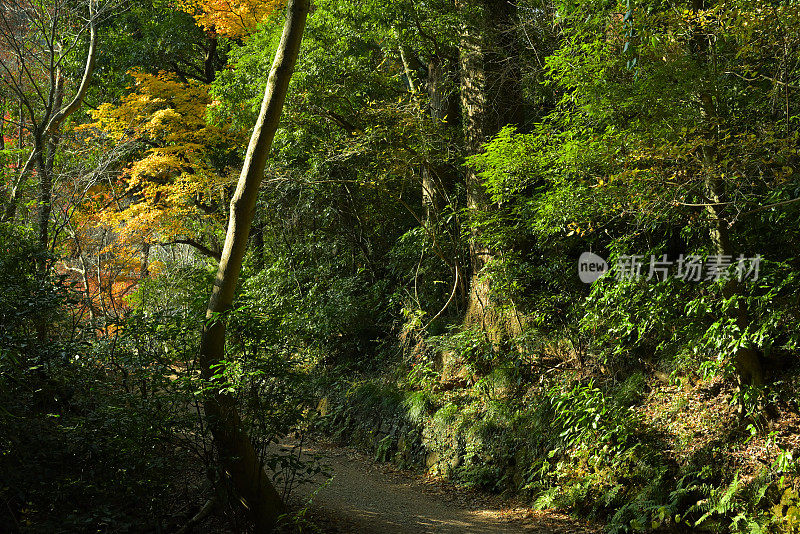 秋天的风景，高尾山，日本东京(11月-2022年)