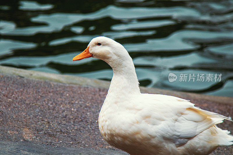 鸭子和泳池