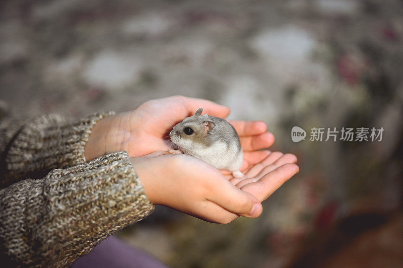 一只灰色的仓鼠坐在女孩伸出的手上