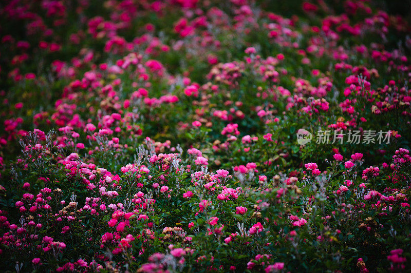 粉红色小玫瑰园