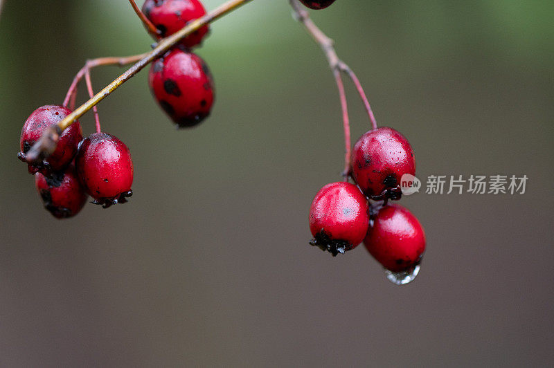 花楸在树枝上。