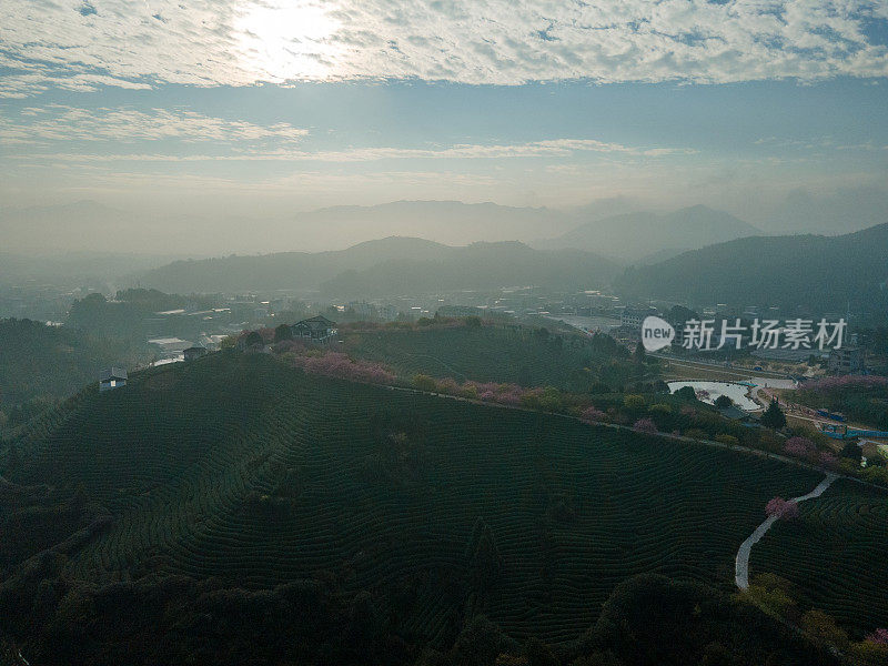 樱桃有机茶山鸟瞰图