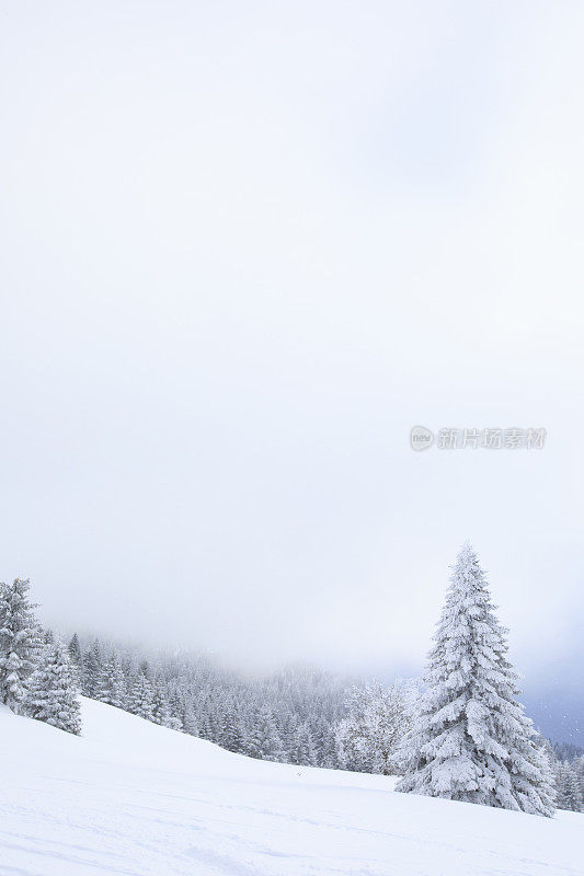 冬天的风景。圣诞节的仙境。神奇的森林。松林覆盖着粉雪完美的雪道外深雪滑雪。高山景观意大利阿尔卑斯山滑雪场。滑雪胜地意大利，欧洲。