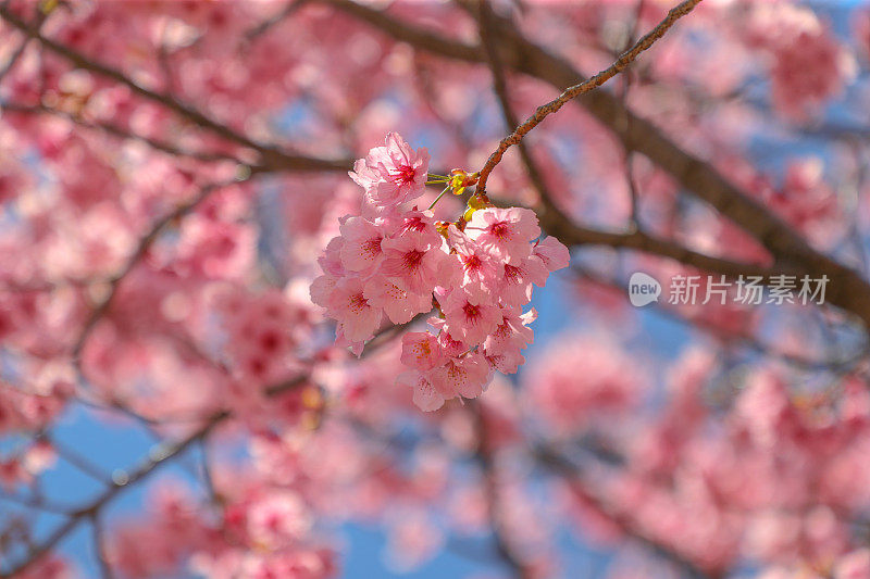 春天樱花的特写图像