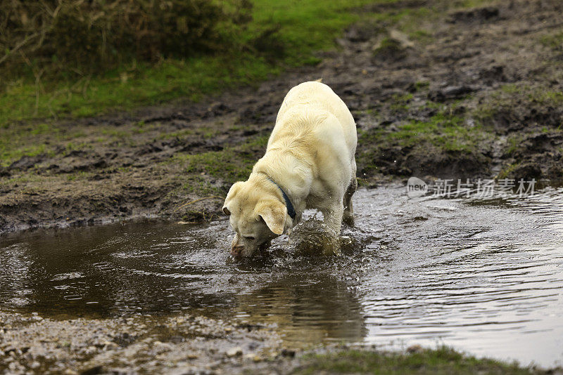 黄色拉布拉多寻回犬在泥坑里嬉戏