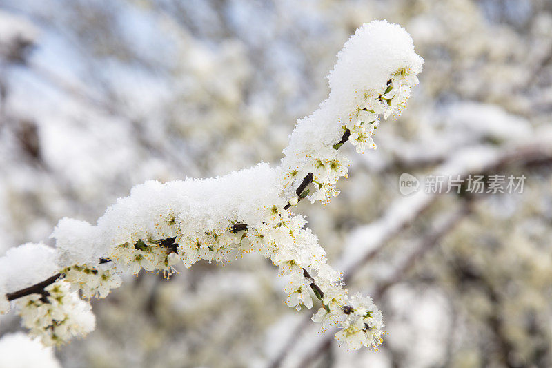 在一个阳光明媚的冬日，金合欢上的雪