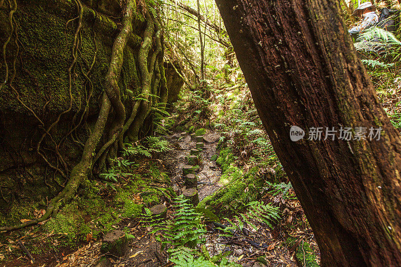 小径穿过苔藓绿色的雨林场景
