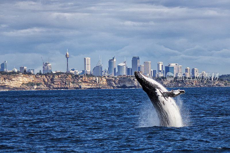 座头鲸和悉尼的天际线