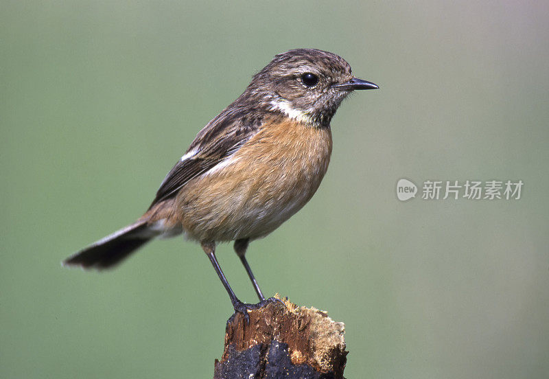 女石鳖