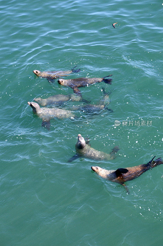 圣克鲁斯附近蒙特利湾顽皮的海狮