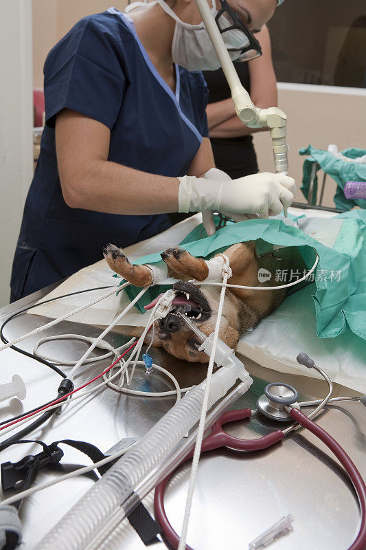兽医为小狗做激光手术