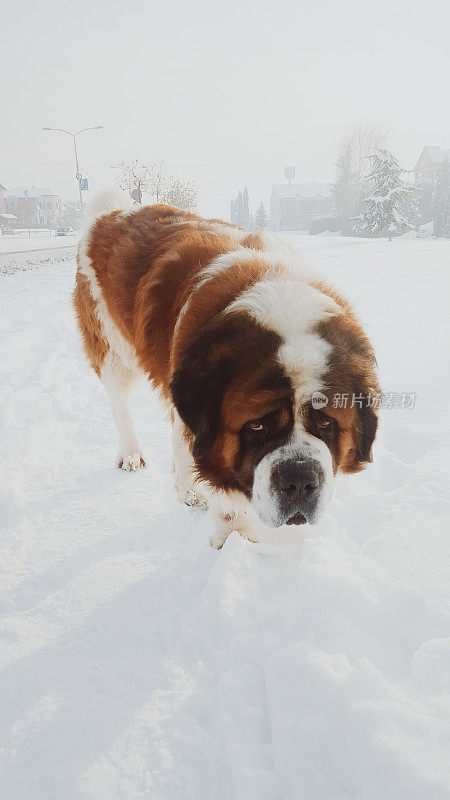 雪中的圣伯纳德狗