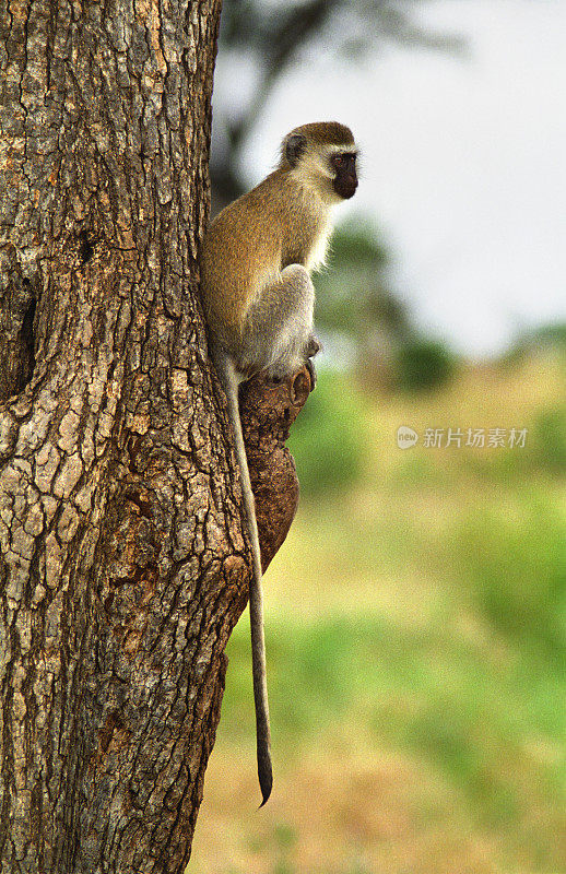 坦桑尼亚树上的长尾猴