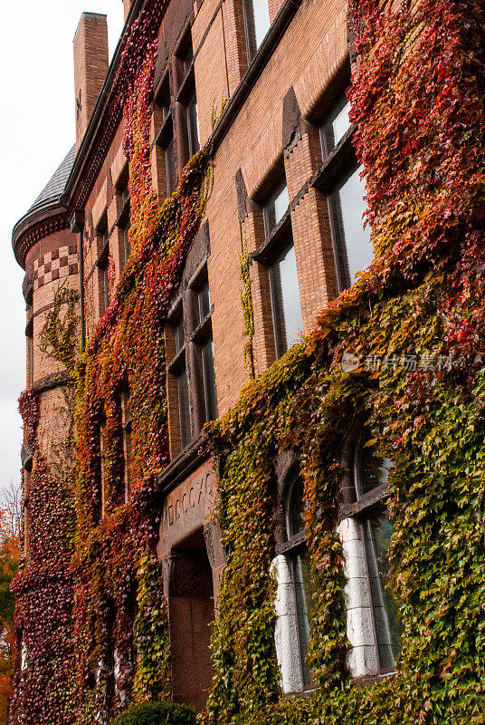 秋季和常春藤覆盖的墙壁，威廉斯学院马萨诸塞州