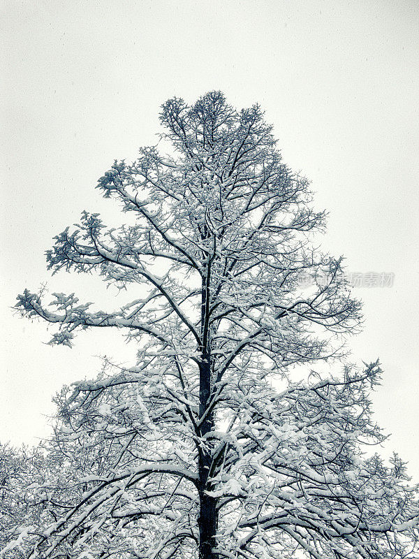 雪在树上