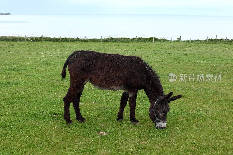 在田里的驴子，Cancale