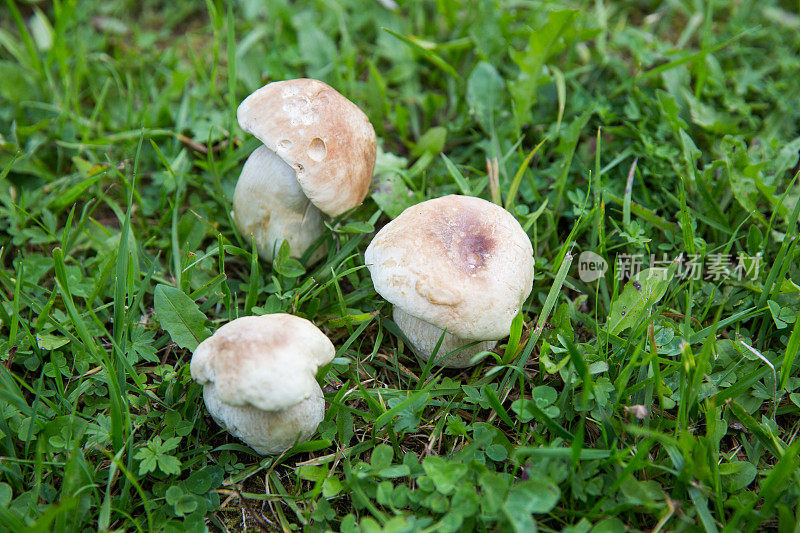 大自然中美丽的山蓬…牛肝菌属菌类可食的……牛肝菌菇