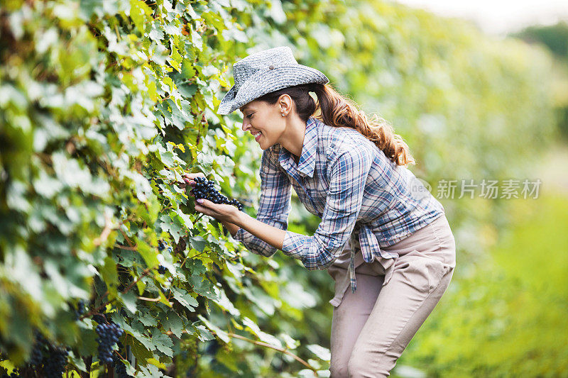 葡萄园里微笑的女人。