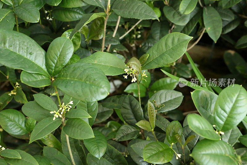 桂花-木犀科-桂花