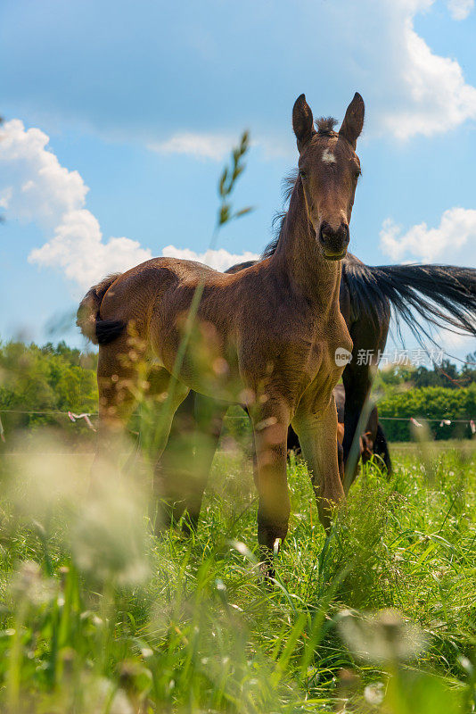 在散乱的草地后面的小马驹
