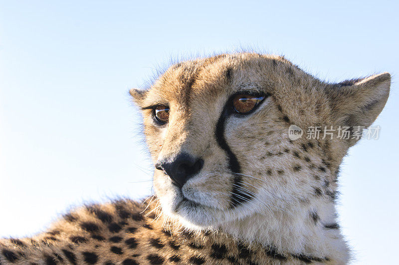 野生猎豹坐在Safari车顶的特写