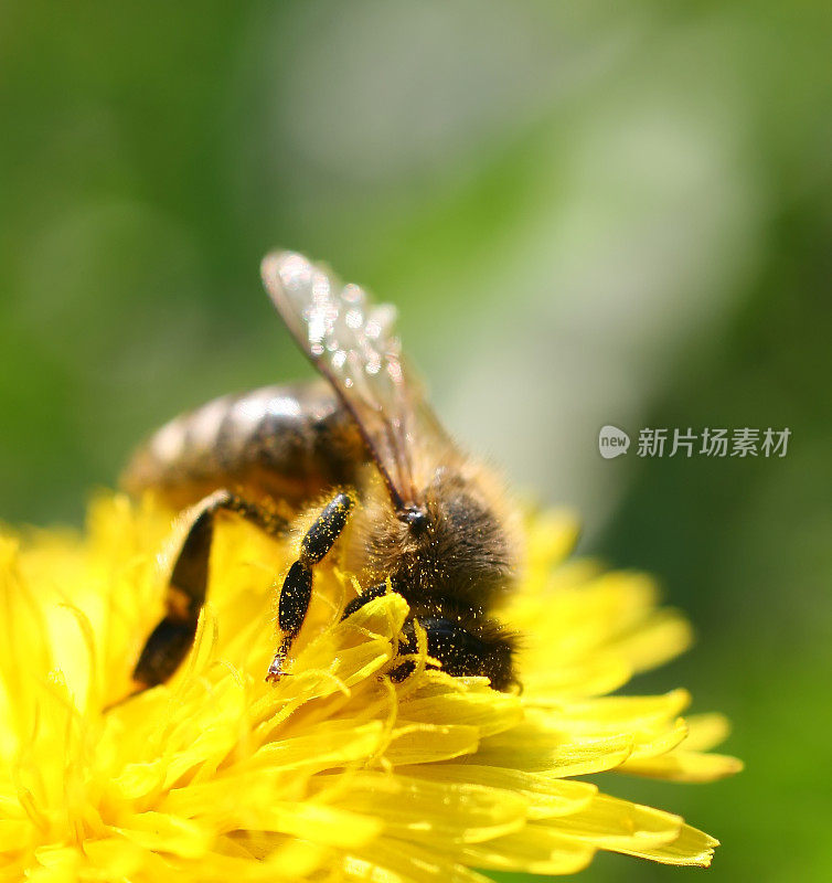 蜜蜂在黄花上