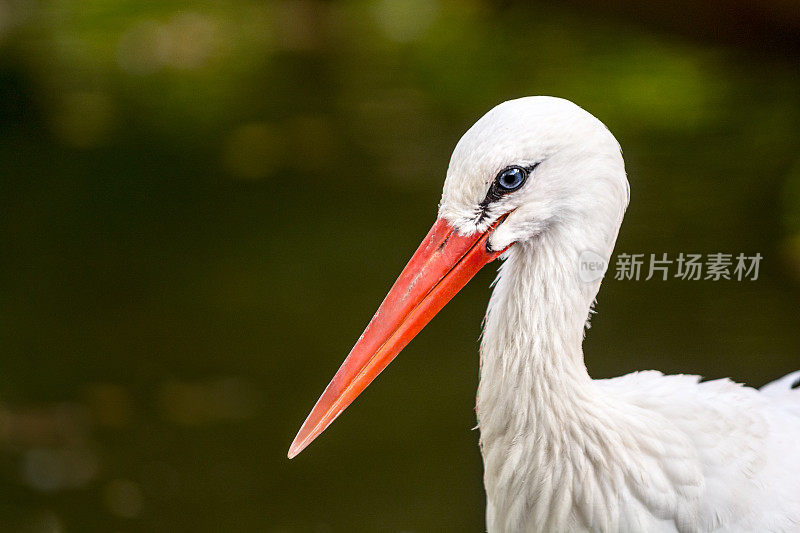 池塘边鹳的肖像