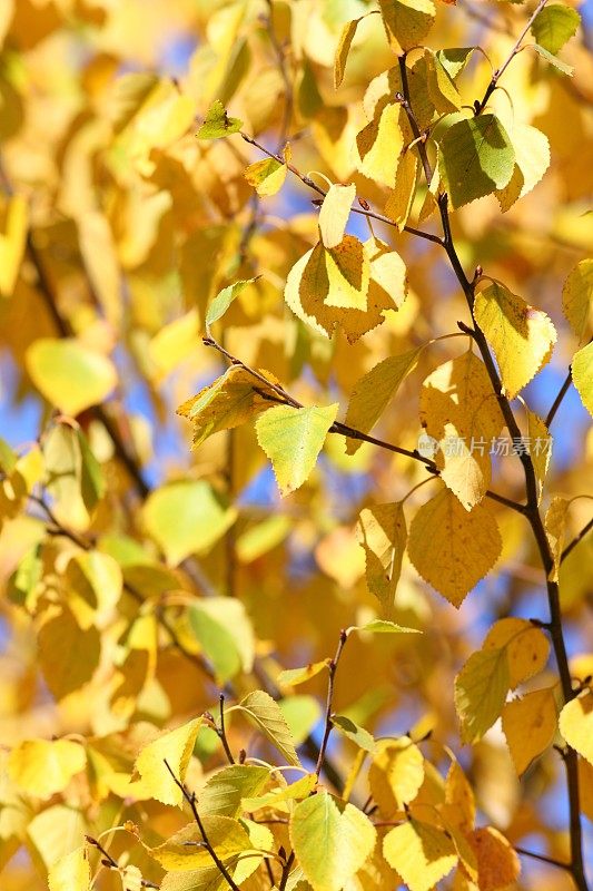 秋天的桦树