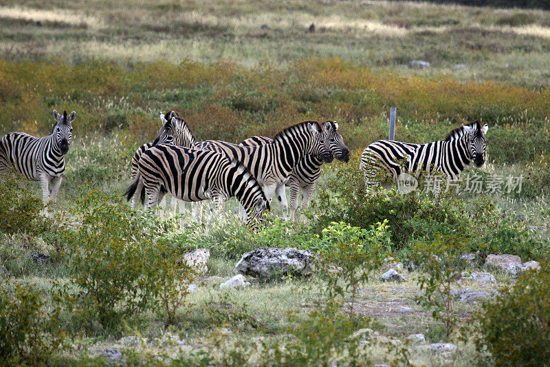 纳米比亚:斑马在黄昏时在Etosha国家公园吃草