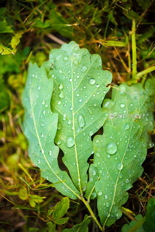 橡树叶上的雨滴