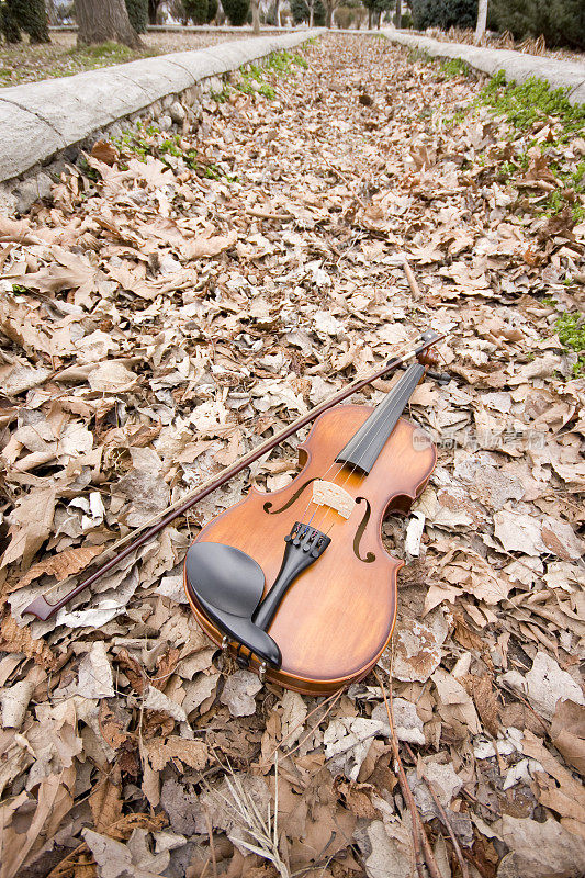 小提琴躺在秋叶上