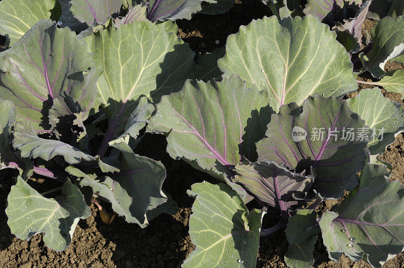 田间花椰菜植物特写