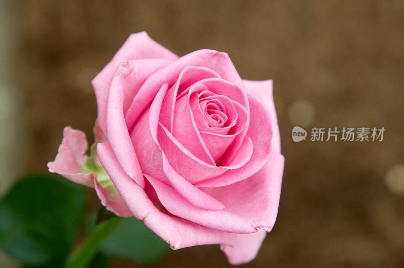 孤独的粉色玫瑰