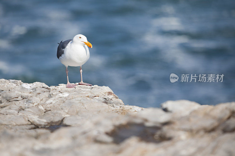 海崖上的海鸥