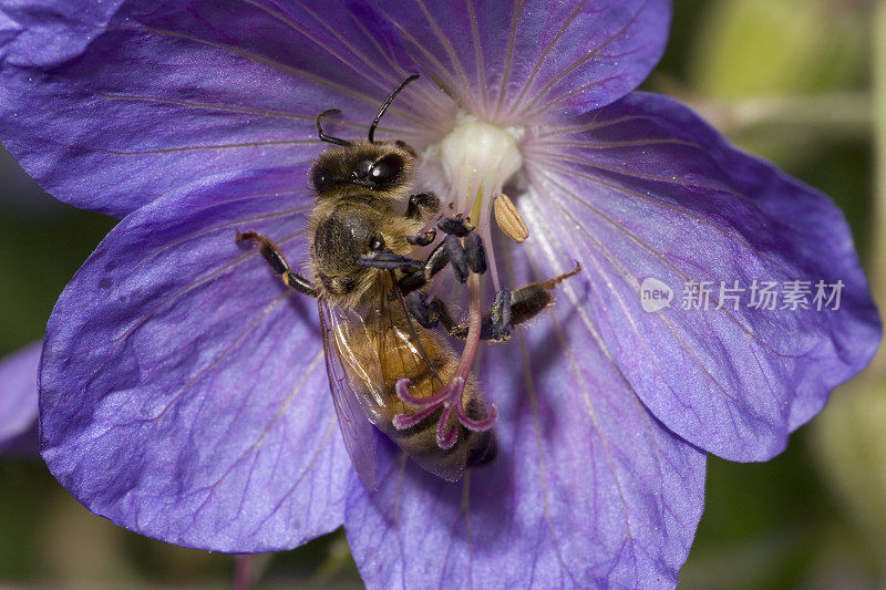 蜜蜂在野天竺葵花上