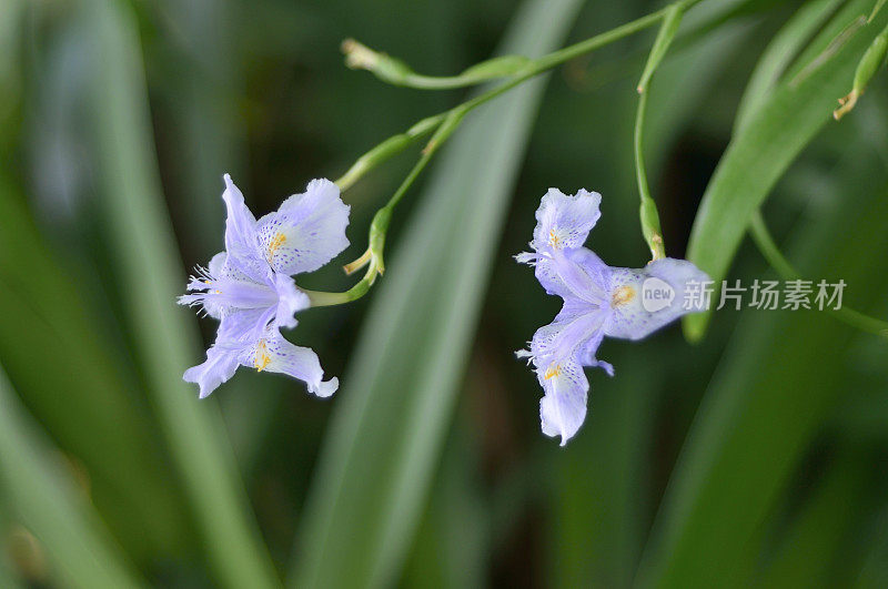 邱园竹蝴蝶花盛开