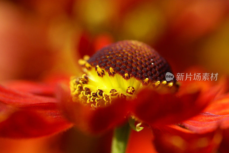 红色太阳新娘花的细节