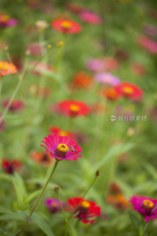 蜜蜂飞向一朵鲜艳的雏菊。