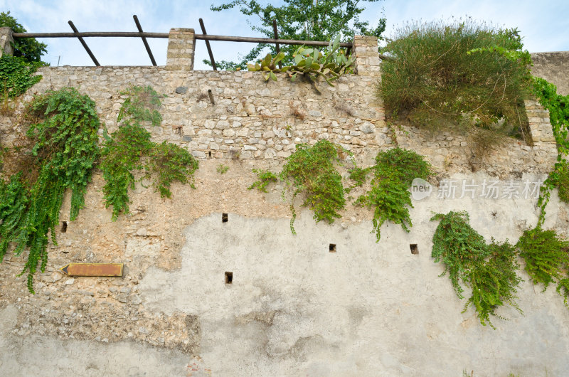 石墙和攀缘植物