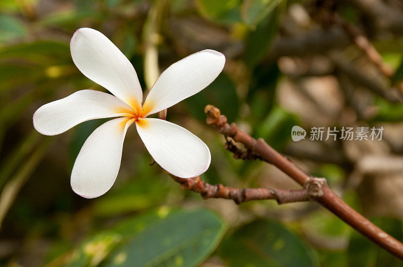 单一Plumeria