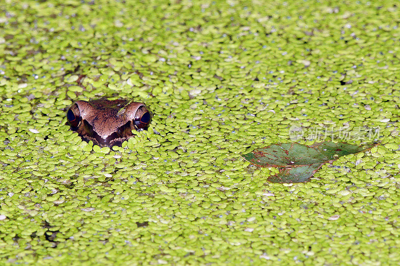 青蛙在鸭草中