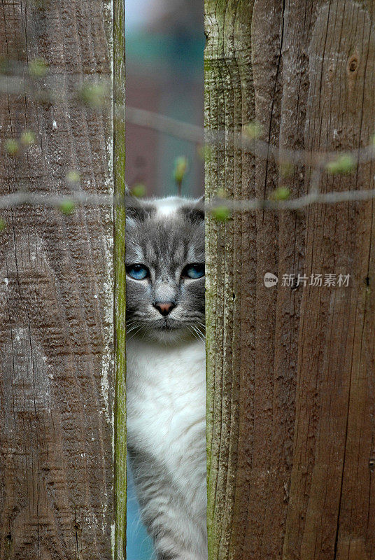 花园篱笆后面的猫。