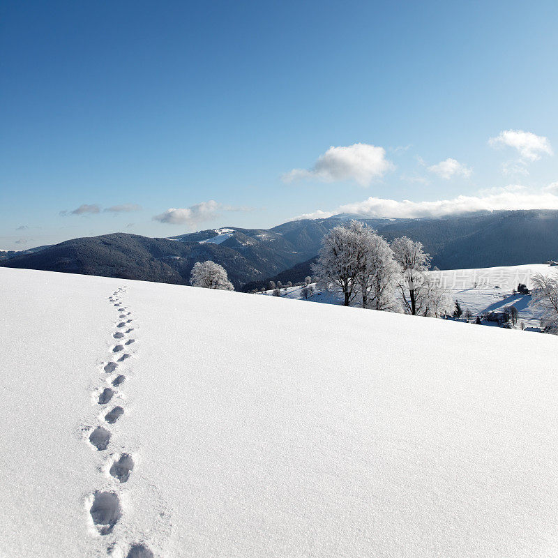 雪地上的脚印