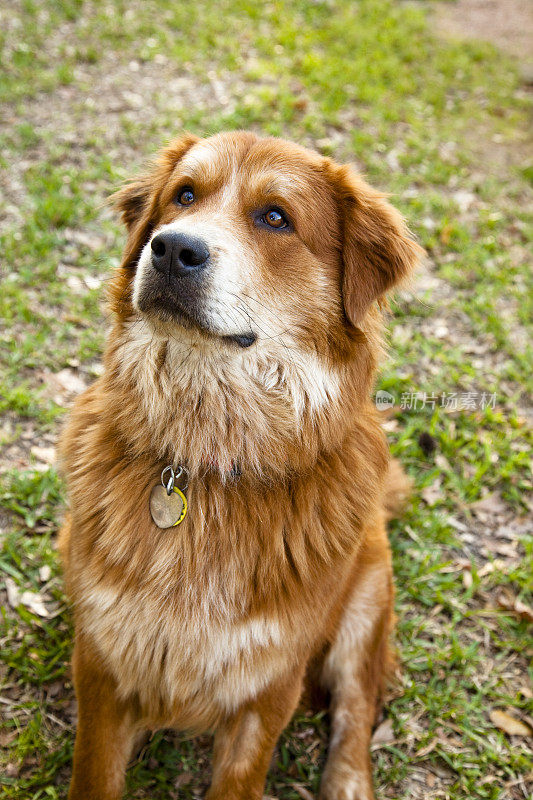 有红色长毛的部分金毛猎犬